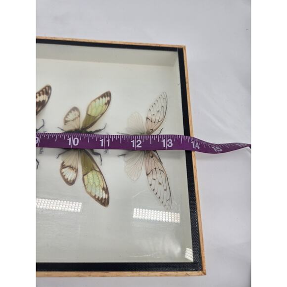 Real Cicada Insect Taxidermy Entomology In Display Wooden Shadowbox 5 Specimen - Picture 12 of 13
